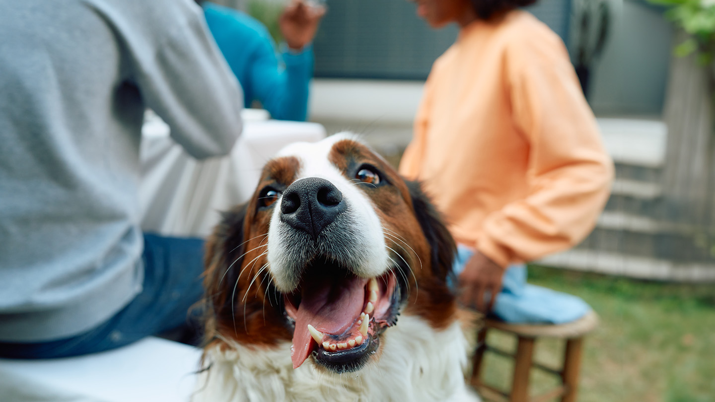 Vet Home Certs: Affordable, Convenient Pet Certificates UK