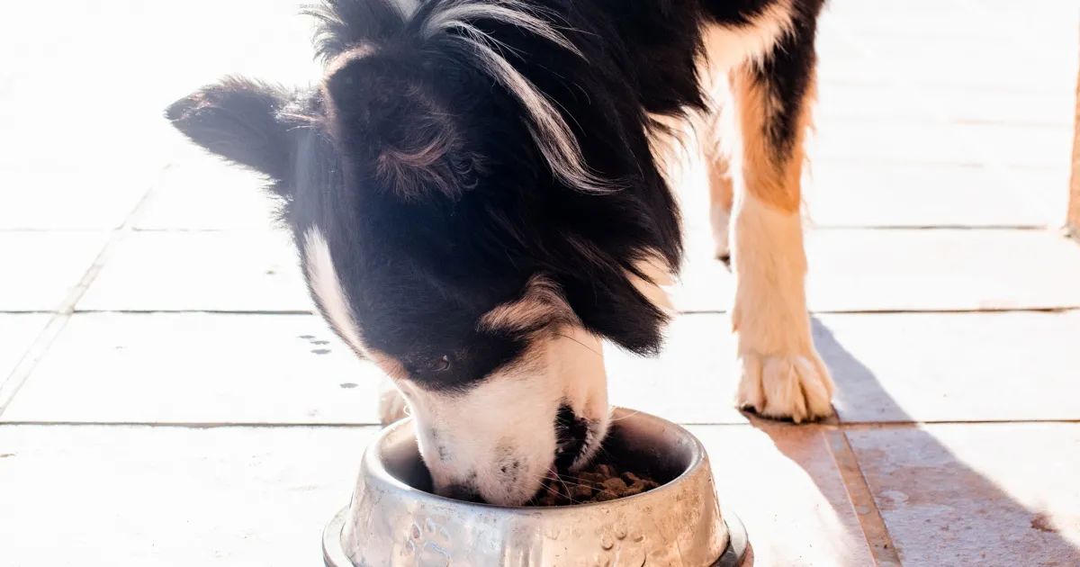 Badlands Ranch Dog Food: A Balanced Diet for All Dog Sizes