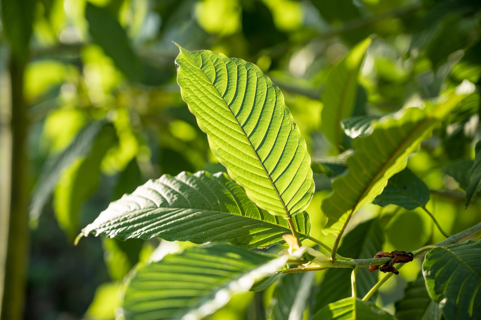Traditional Thai Kratom Tea: A Cultural and Herbal Delight