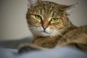 pexels-canik-19201153