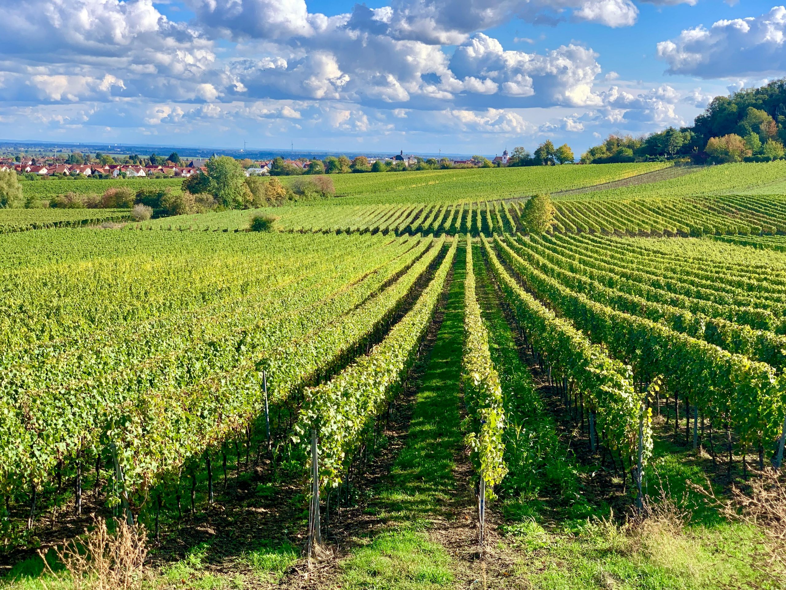 Wine Lovers’ Guide to Sacramento Wineries and Events