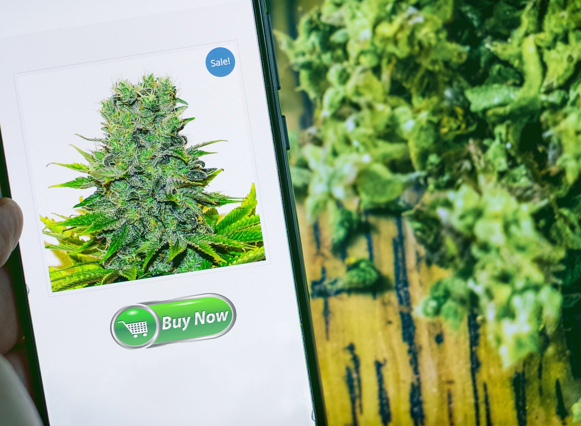 CANNABIS DELIVERY IN 2025: CHALLENGES AND INNOVATIONS